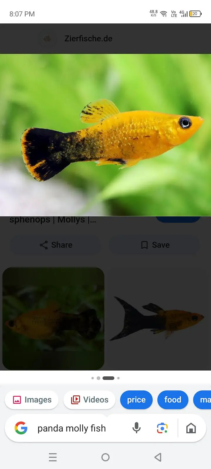 Molly fish male 2 pcs