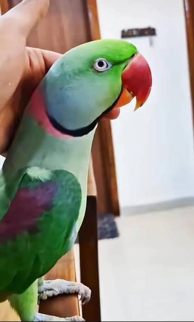 Kashmiri raw parrot for sale and time vice train vaccine mukammal