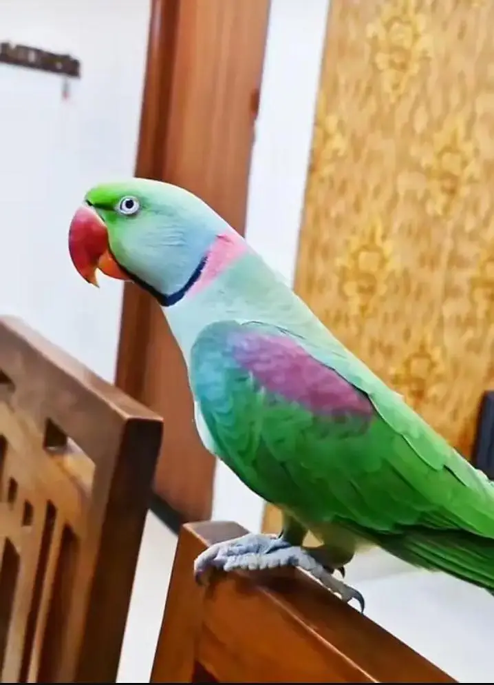 Kashmiri raw parrot for sale and time vice train vaccine mukammal — photo 3