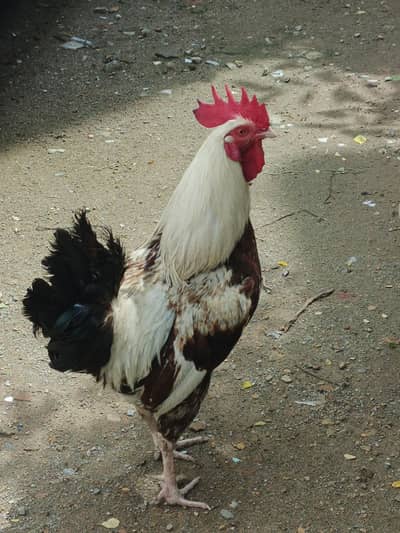 Golden desi