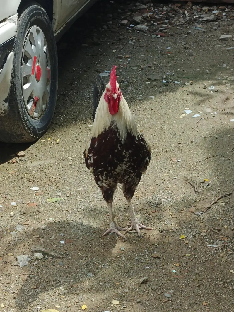 Golden desi — photo 2
