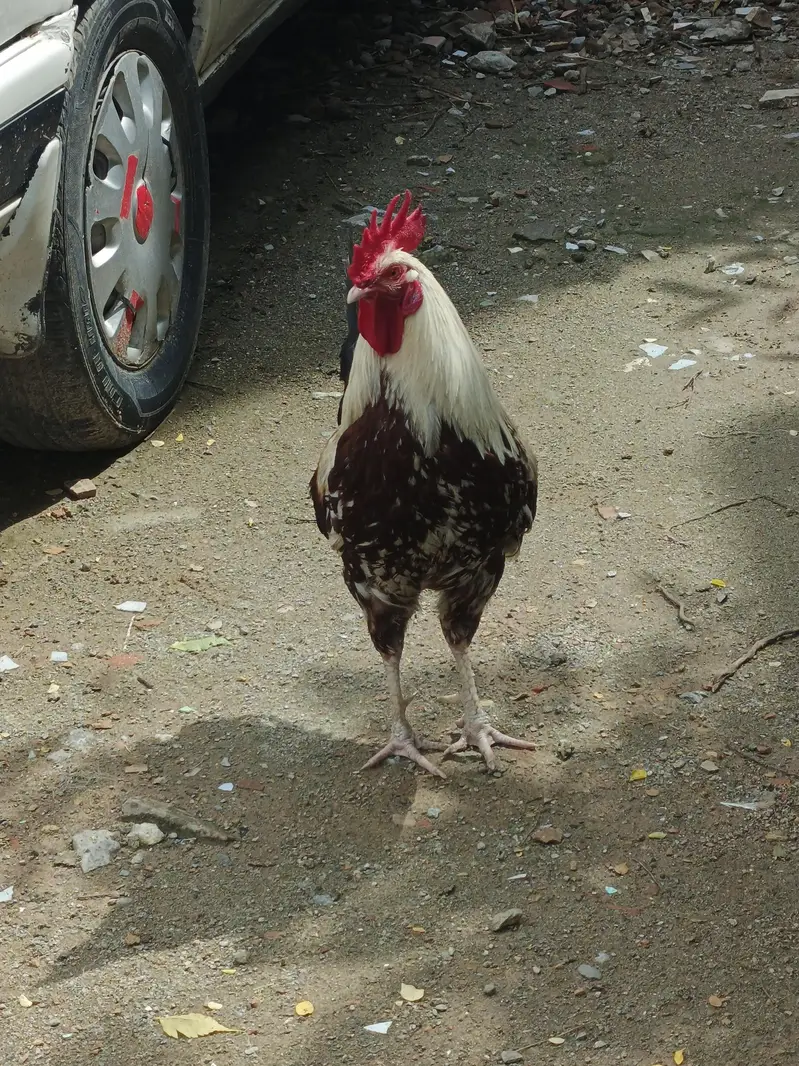 Golden desi — photo 3