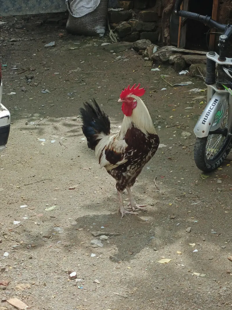 Golden desi — photo 4