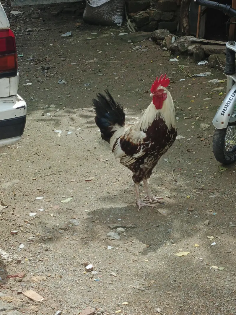 Golden desi — photo 5
