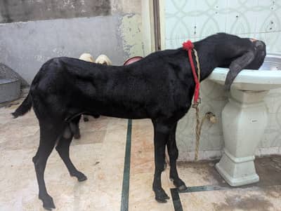 pure amritsari beetal Bakra breeder for sale
