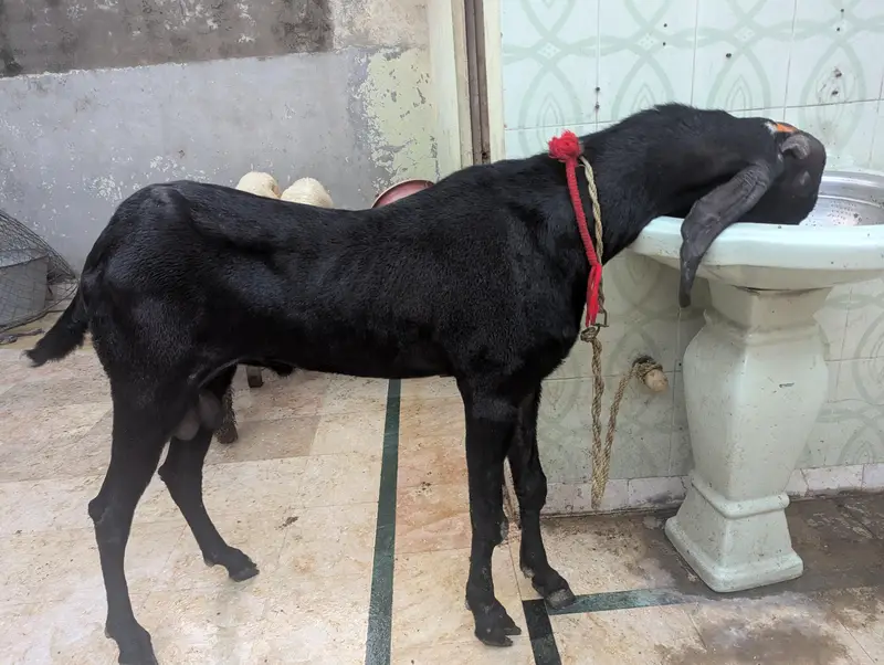 pure amritsari beetal Bakra breeder for sale — photo 2