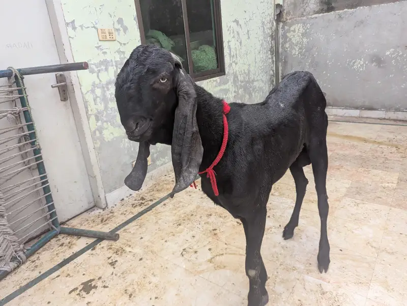 pure amritsari beetal Bakra breeder for sale — photo 3