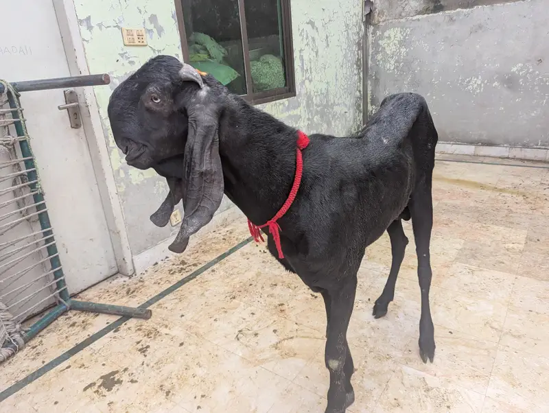 pure amritsari beetal Bakra breeder for sale — photo 4