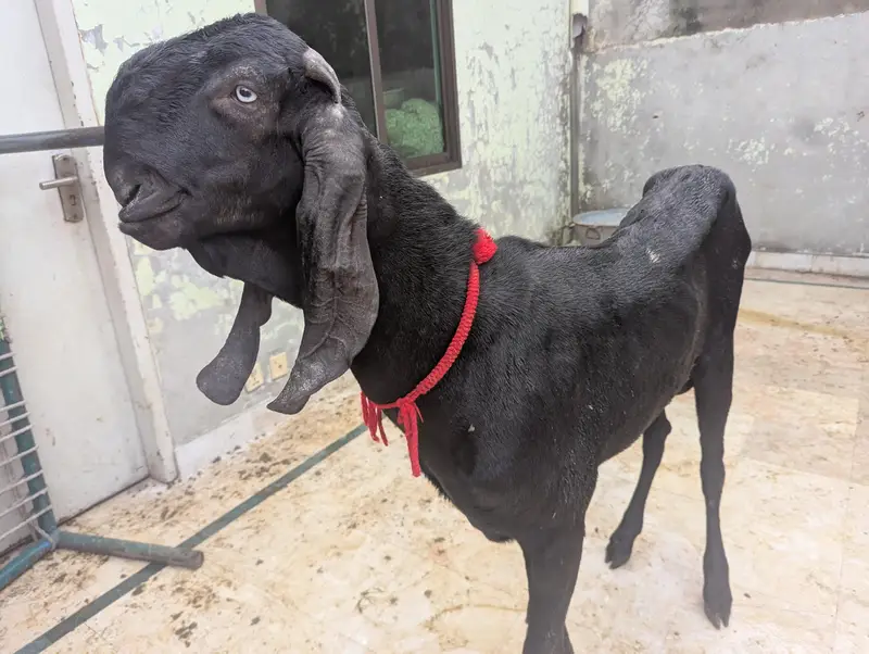 pure amritsari beetal Bakra breeder for sale — photo 5