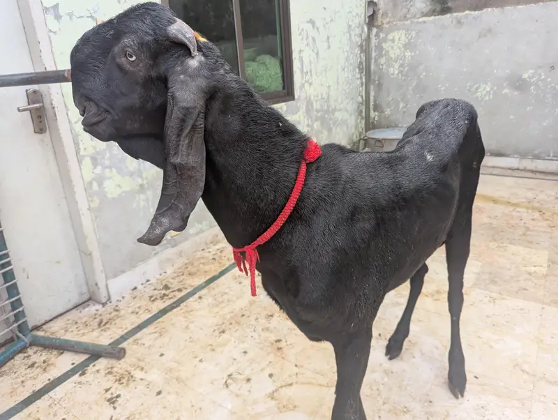 pure amritsari beetal Bakra breeder for sale — photo 6