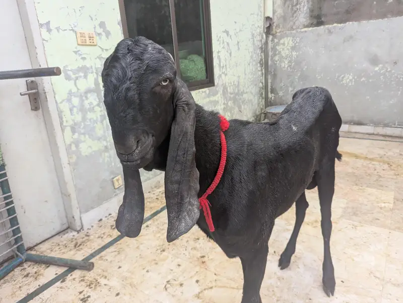 pure amritsari beetal Bakra breeder for sale — photo 7