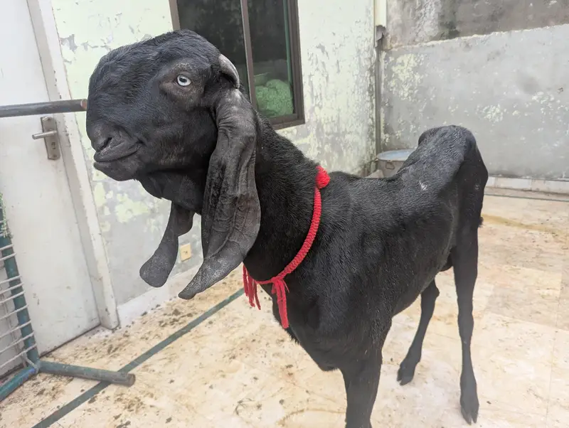 pure amritsari beetal Bakra breeder for sale — photo 8