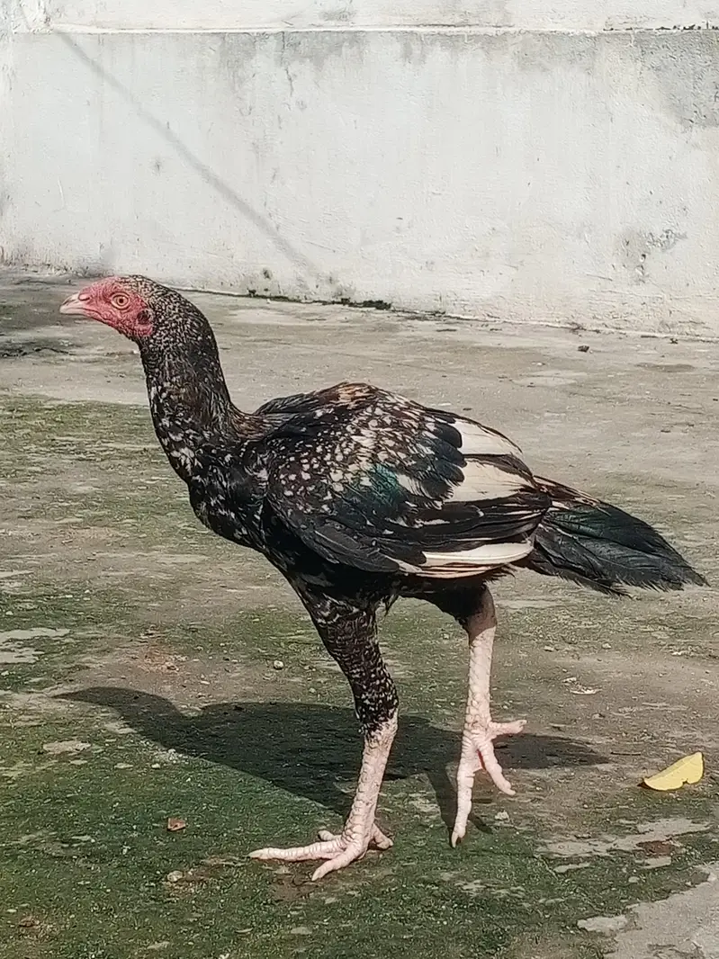 Aseel jawa female — photo 2