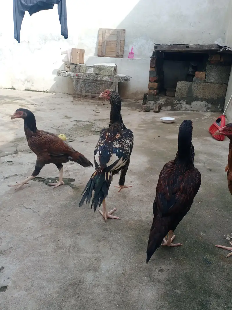 Aseel jawa female — photo 3