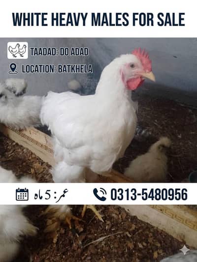 white havy male age 5 month