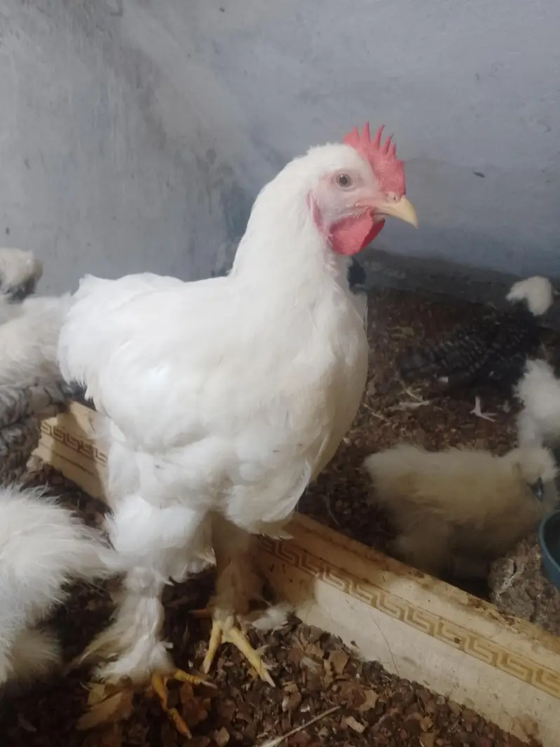 white havy male age 5 month — photo 2