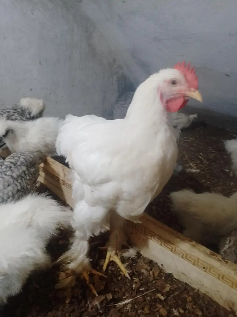 white havy male age 5 month — photo 3