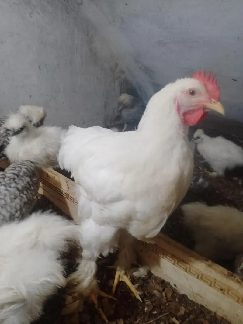 white havy male age 5 month — photo 4