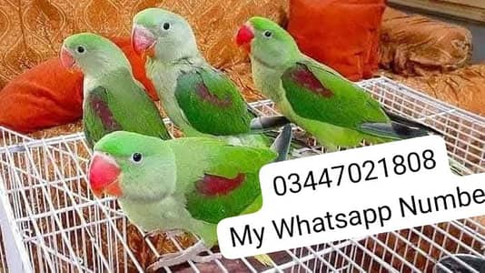 Kashmiri Raw Parrot Urgent For Sale