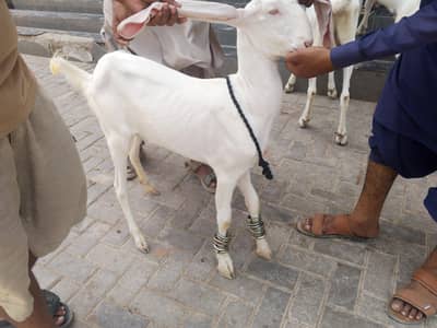 Gulabi 2 dant path for sell