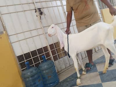 Gulabi 2 dant path for sell