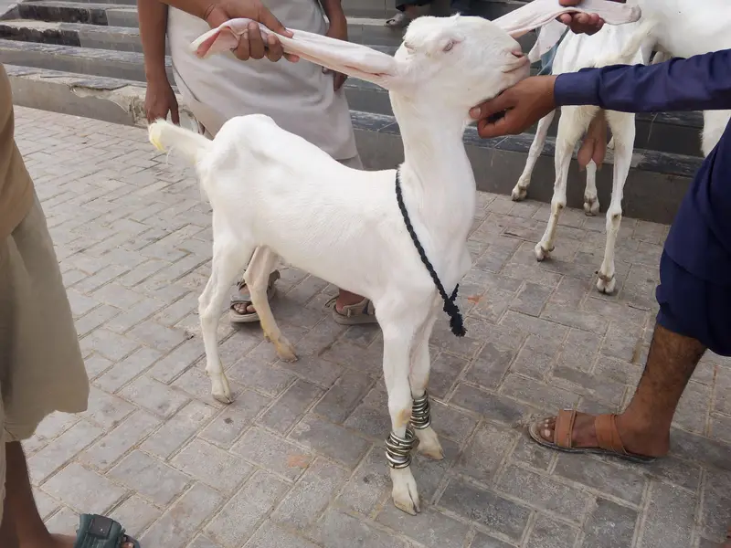 Gulabi 2 dant path for sell — photo 5