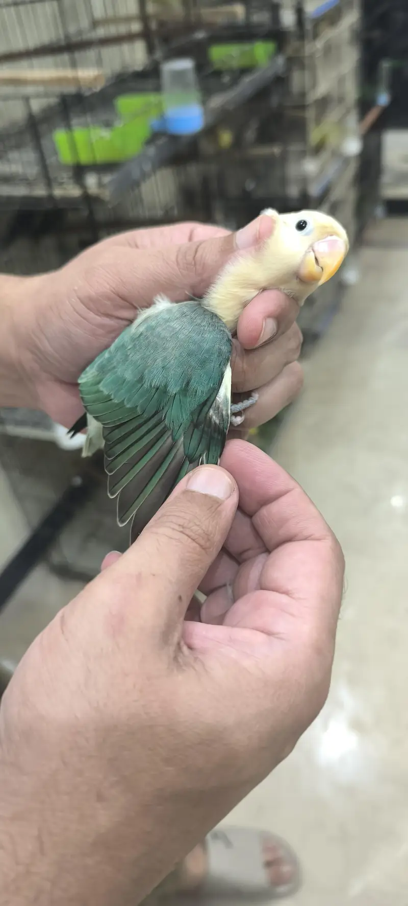 Aqua B2 opline pale fellows love birds — photo 2