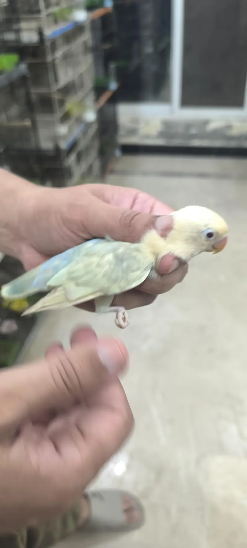 Aqua B2 opline pale fellows love birds — photo 4