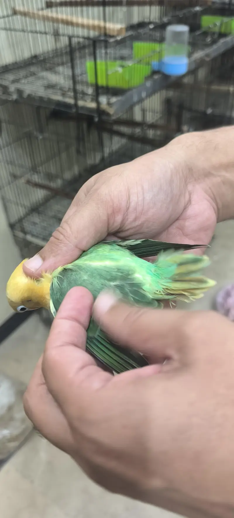 Aqua B2 opline pale fellows love birds — photo 5