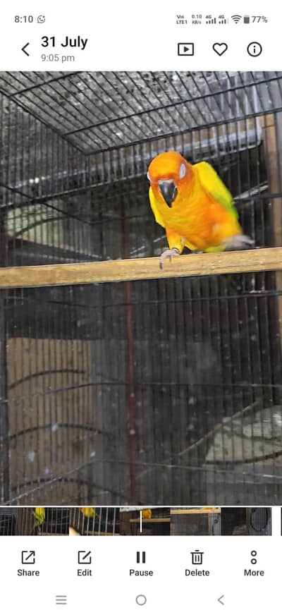 Sunconure Male