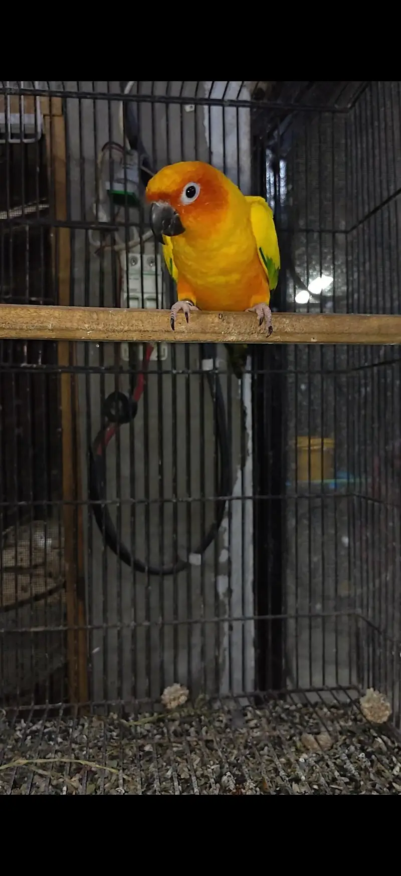 Sunconure Male — photo 2
