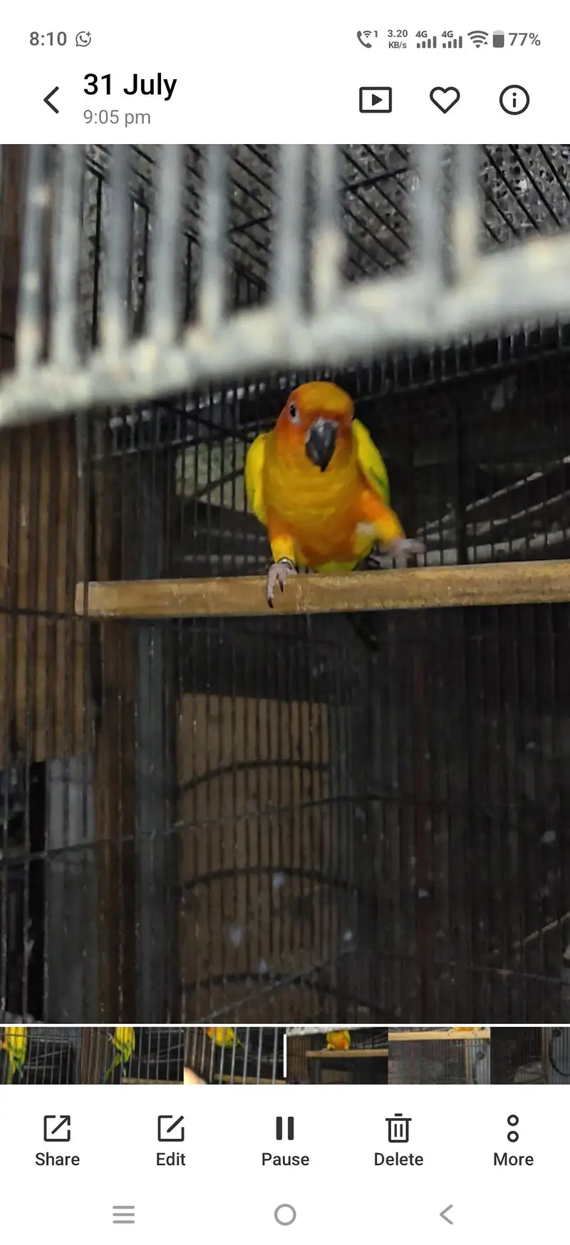 Sunconure Male — photo 3