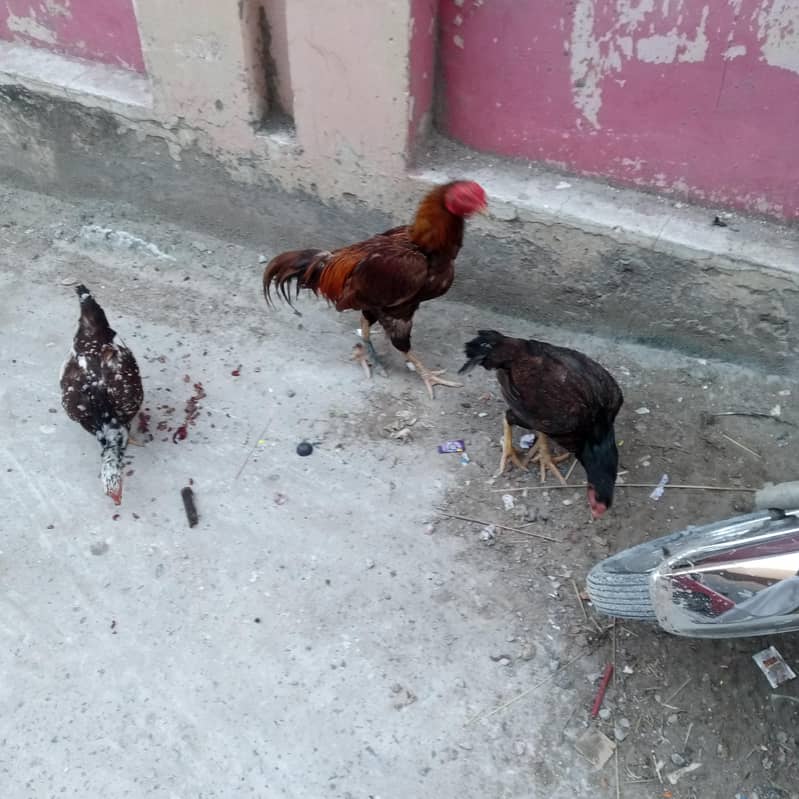 اصیل مرغیاں برآے فروخت 2