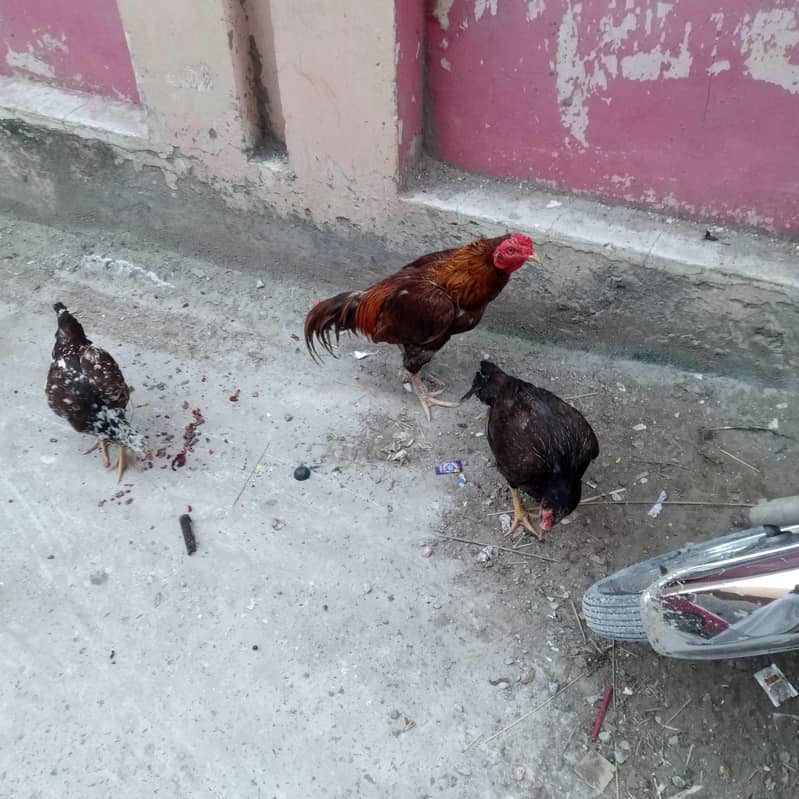 اصیل مرغیاں برآے فروخت 3