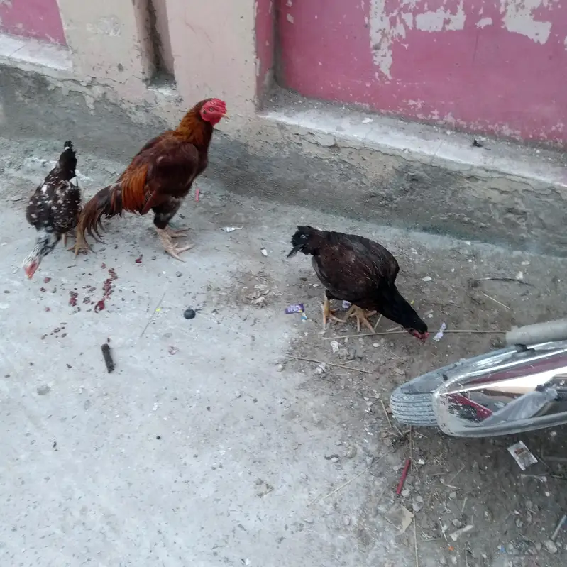 اصیل مرغیاں برآے فروخت — photo 5