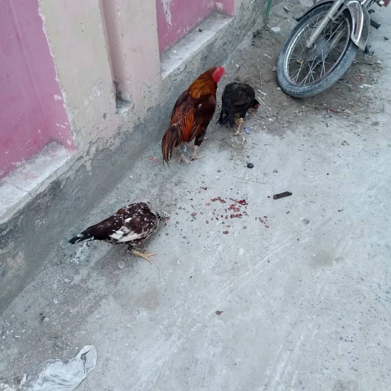 اصیل مرغیاں برآے فروخت 5