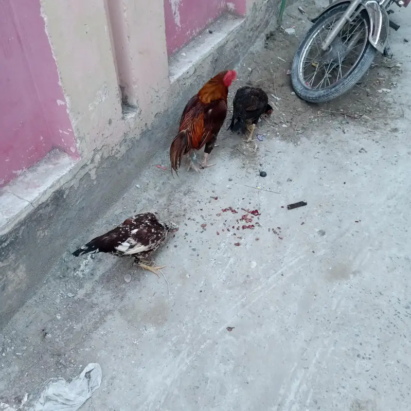 اصیل مرغیاں برآے فروخت — photo 6