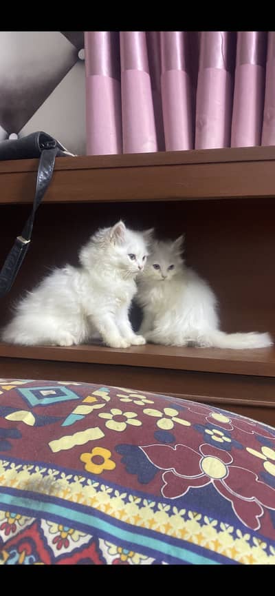 Kittens