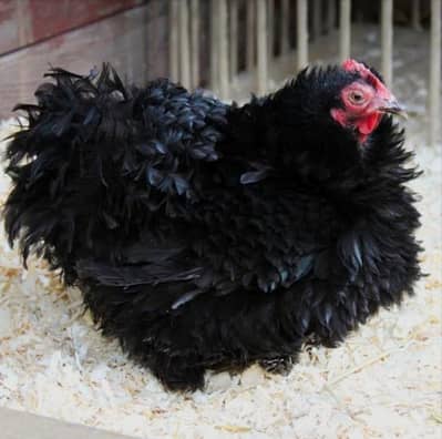 black frizzle num 03186155796