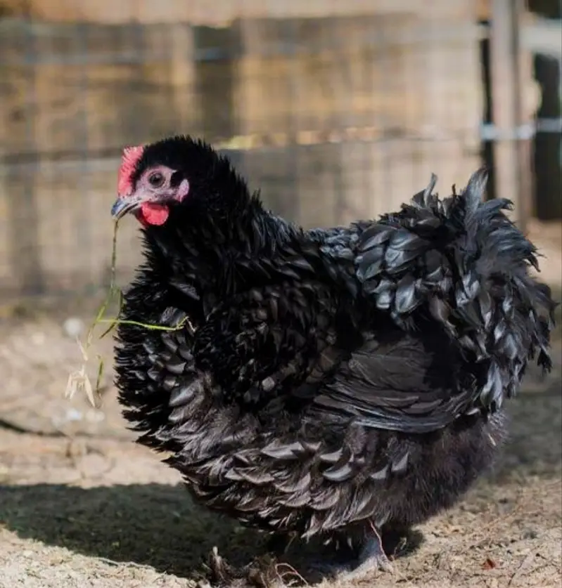 black frizzle num 03186155796 — photo 2