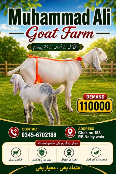 Desi goat bakri
