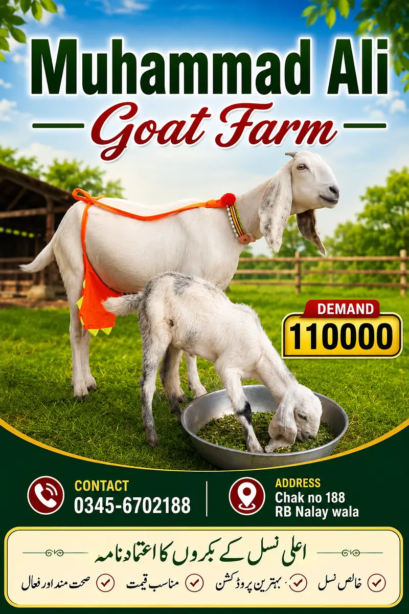 Desi goat bakri — photo 2