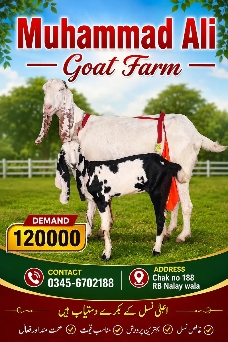 Desi goat bakri — photo 3
