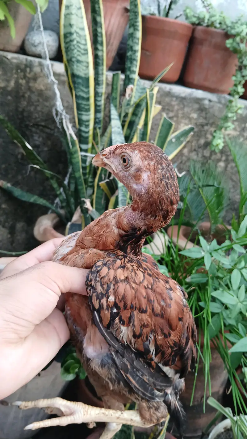 Aseel Lakha chicks — photo 2