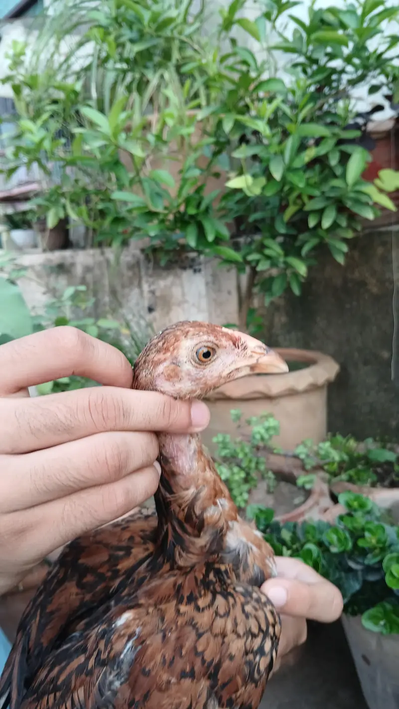 Aseel Lakha chicks — photo 3
