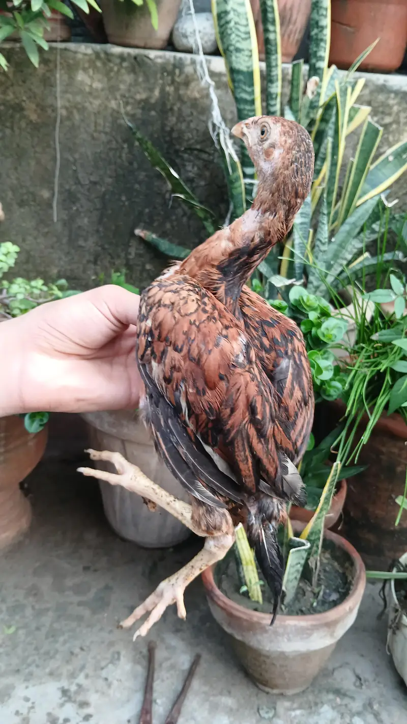 Aseel Lakha chicks — photo 4
