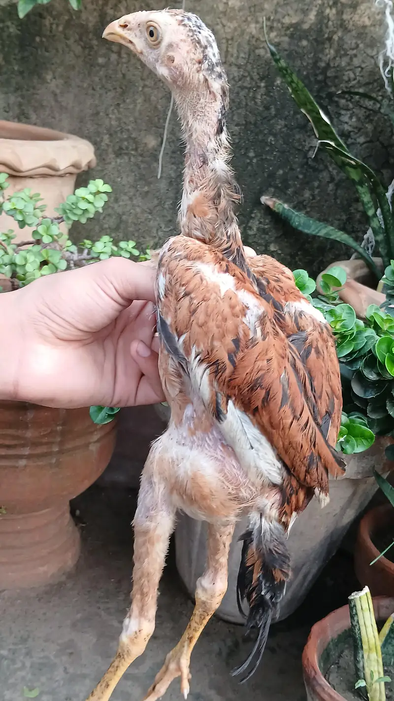 Aseel Lakha chicks — photo 6