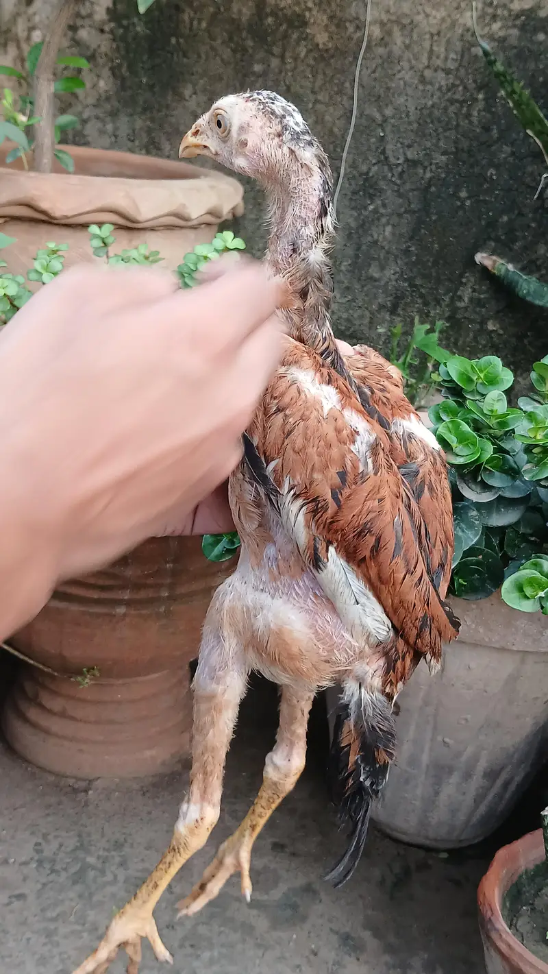 Aseel Lakha chicks — photo 7