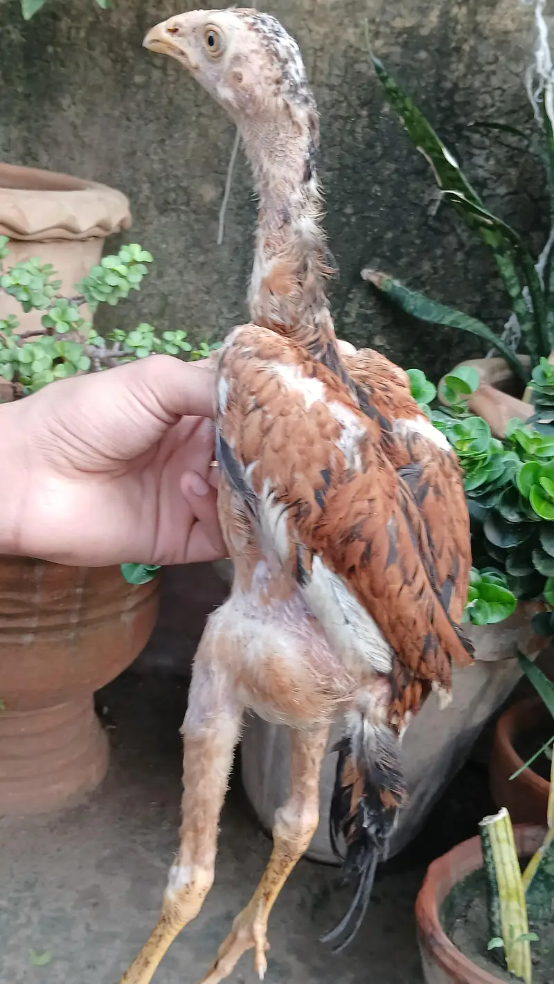 Aseel Lakha chicks — photo 8