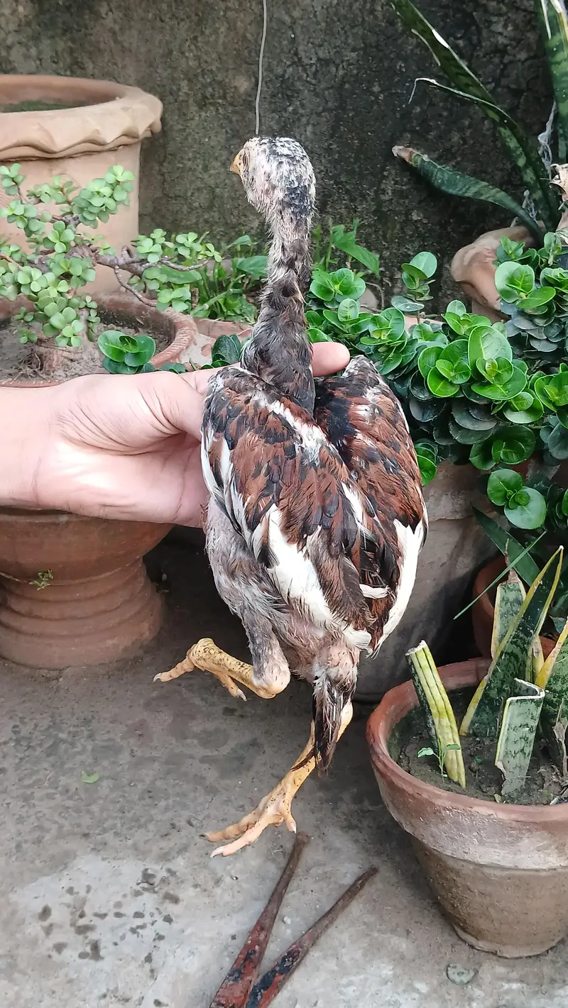 Aseel Lakha chicks — photo 9